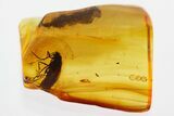 Detailed Fossil Biting Midge and Caddisfly In Baltic Amber #330693-1